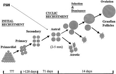 Individualization of FSH Doses in Assisted Reproduction: Facts and Fiction